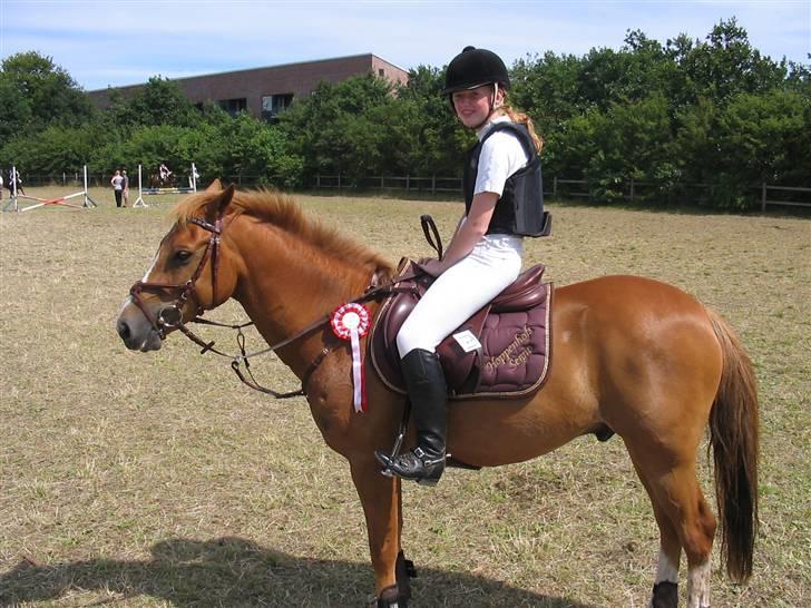 New Forest Hoppenhofs Sergio solgt billede 10