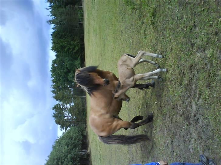 Islænder Sefja <333 - Sefja er kun et par timer gammel på billedet her, og de andre billeder med (: billede 3