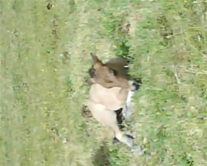 Islænder Sefja <333 - der blev vist tid til en lille lur :) billede 4