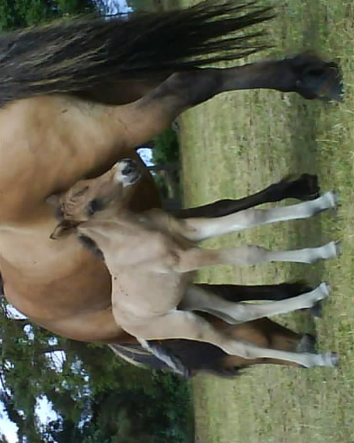 Islænder Sefja <333 billede 8