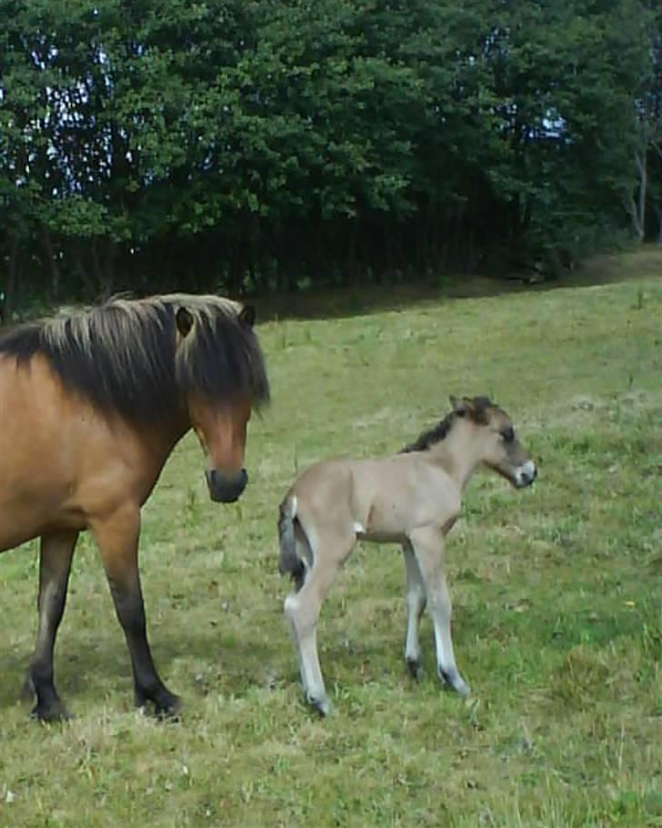 Islænder Sefja <333 - Mor og datter billede 9