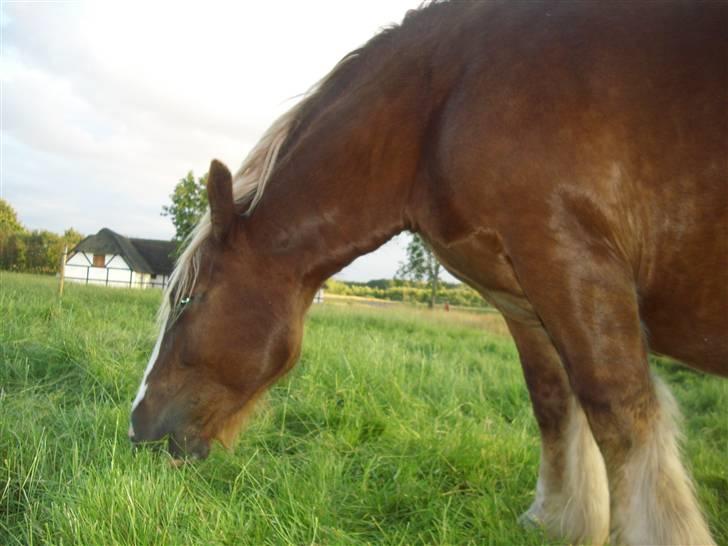 Jyde Silvia - : foto miig billede 8