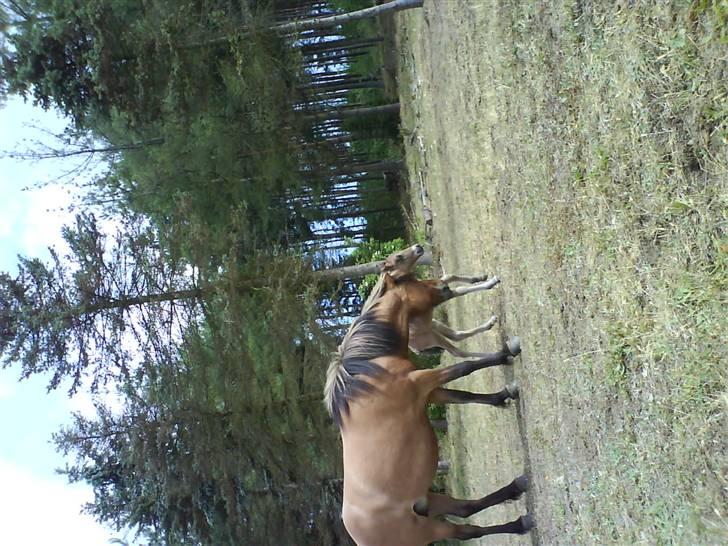 Islænder Sefja <333 - Salka hjælper sit føl Sefja ordentligt på benene (: billede 10