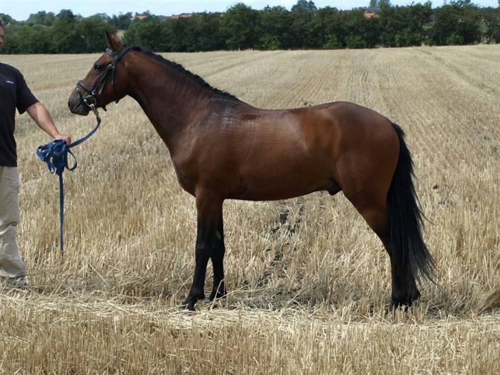 New Forest Flying Ronaldo billede 8