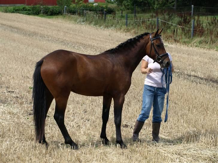 New Forest Flying Ronaldo billede 9