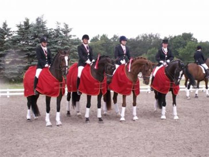 Dansk Varmblod Lathin billede 12