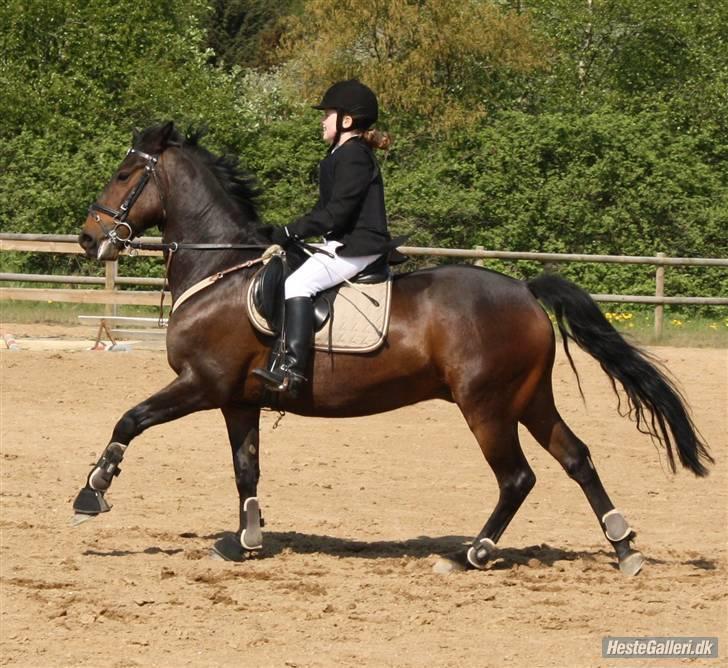 New Forest elmholts Granat - stævne i vestbirk. fotograf: cæcilie  billede 1