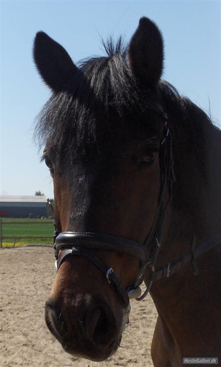 New Forest elmholts Granat - granat, ved gamle ejer billede 5