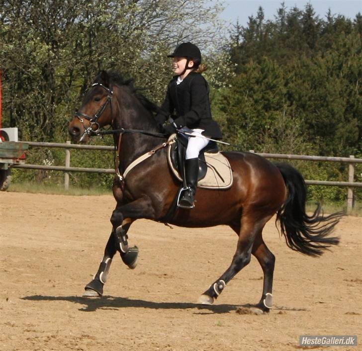 New Forest elmholts Granat - på banen i vestbirk. fotograf: cæcilie billede 6