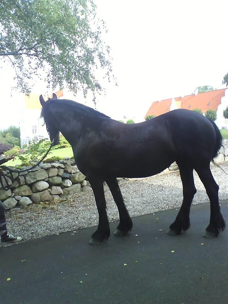 Frieser Helga H. *SOLGT - Helga, med damsbo i baggrunden. :D billede 14