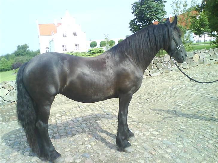 Frieser Helga H. *SOLGT - Smukke hest. <33 billede 15