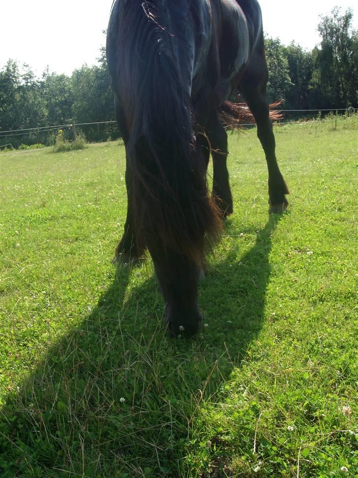 Frieser Helga H. *SOLGT - Smuukke hesten. billede 18