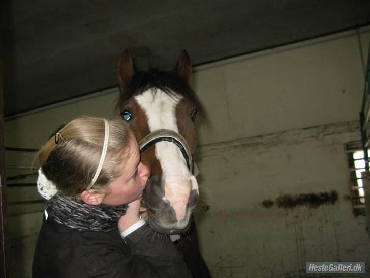 Anden særlig race Tilde - 16* Et kys, til den hest jeg holder aller mest af på denne jord, fordi du har forjent det! Jeg vil aldirg glemme dig Tilds´Baby<3 Taget af: Carlotte Ellehuus billede 16