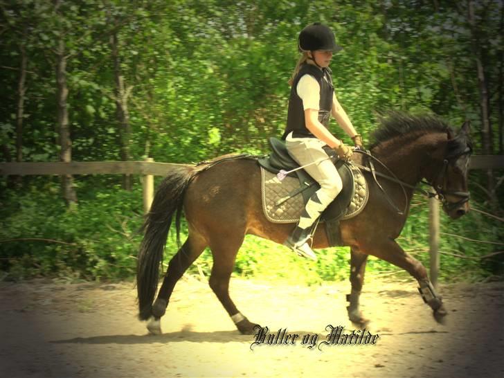 Anden særlig race Buller billede 5