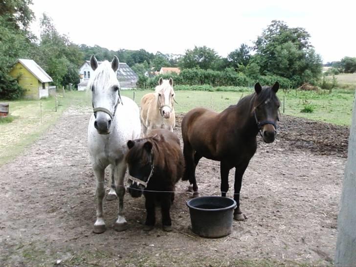 Anden særlig race Buller billede 6