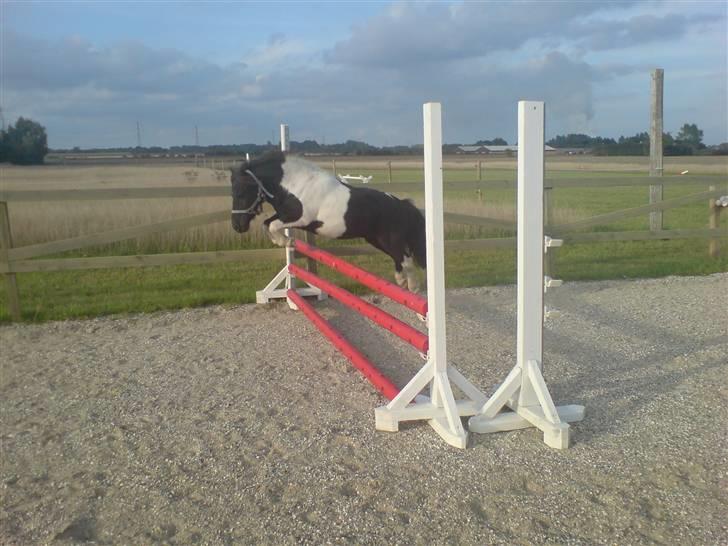 Shetlænder Fighter billede 1