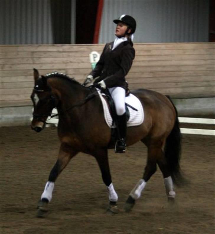 New Forest Feldholm's Primo<3 R.I.P billede 6