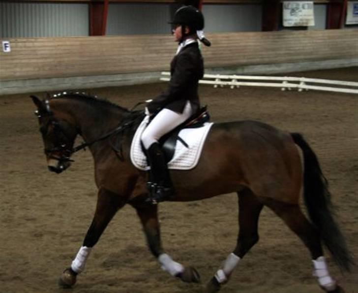 New Forest Feldholm's Primo<3 R.I.P billede 7