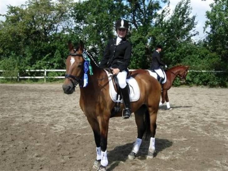 New Forest Feldholm's Primo<3 R.I.P billede 8