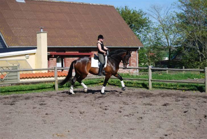 Dansk Varmblod RDH Dakina Hardsyssel - endnu en dag til træning billede 5