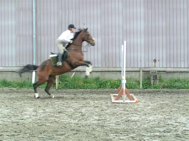 Fuldblod (XX) Jackie Windswept xx SOLGT - Træning derhjemme billede 17