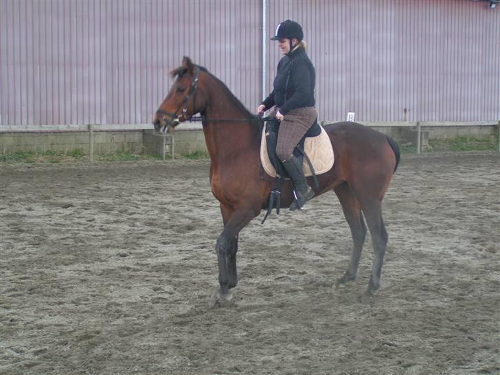 Fuldblod (XX) Jackie Windswept xx SOLGT - Jeg gider ikke fotograferes moar billede 19