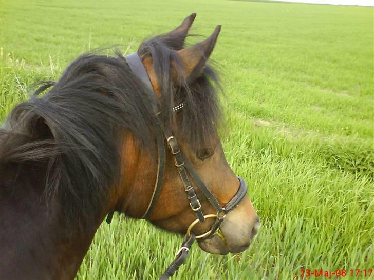 New Forest Birkilds Fortuna billede 12