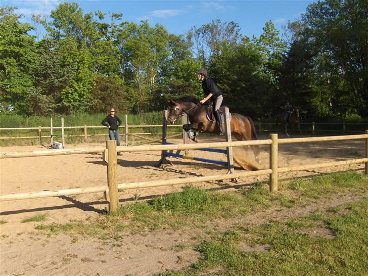 New Forest Birkilds Fortuna billede 13