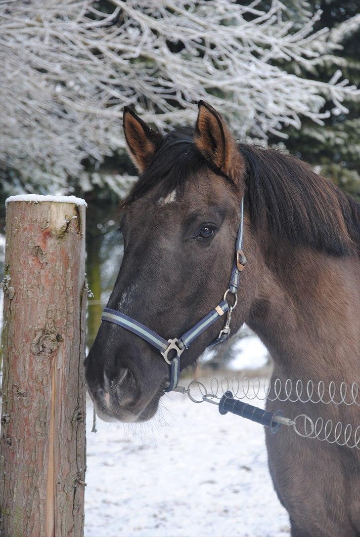Anden særlig race Julle - # 12 Smuk og tilfreds vinterhest billede 11
