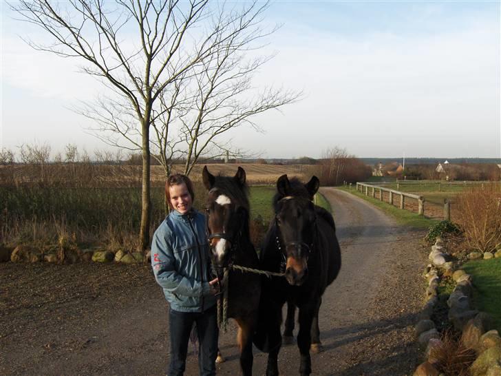 New Forest Birkilds Fortuna billede 15