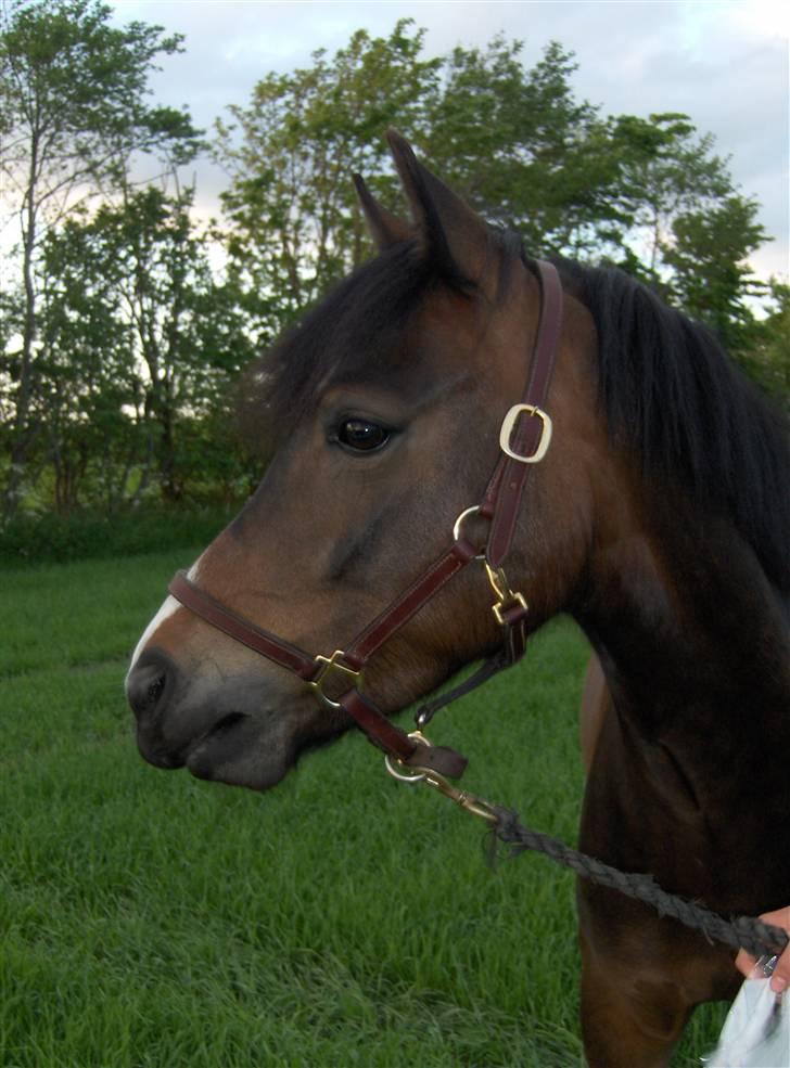 New Forest Birkilds Fortuna billede 16