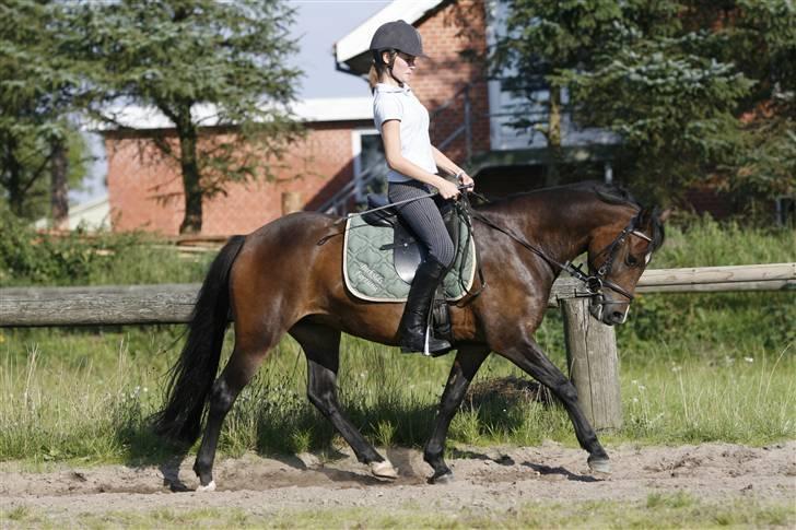 New Forest Birkilds Fortuna billede 17