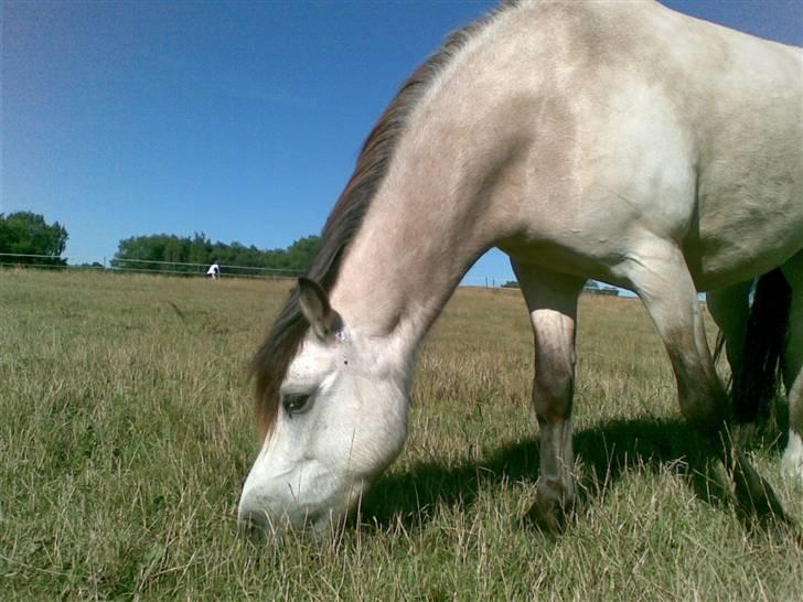 Anden særlig race Snebold  - Du er bare sååå smuk Skat <3 Foto: Mig billede 20