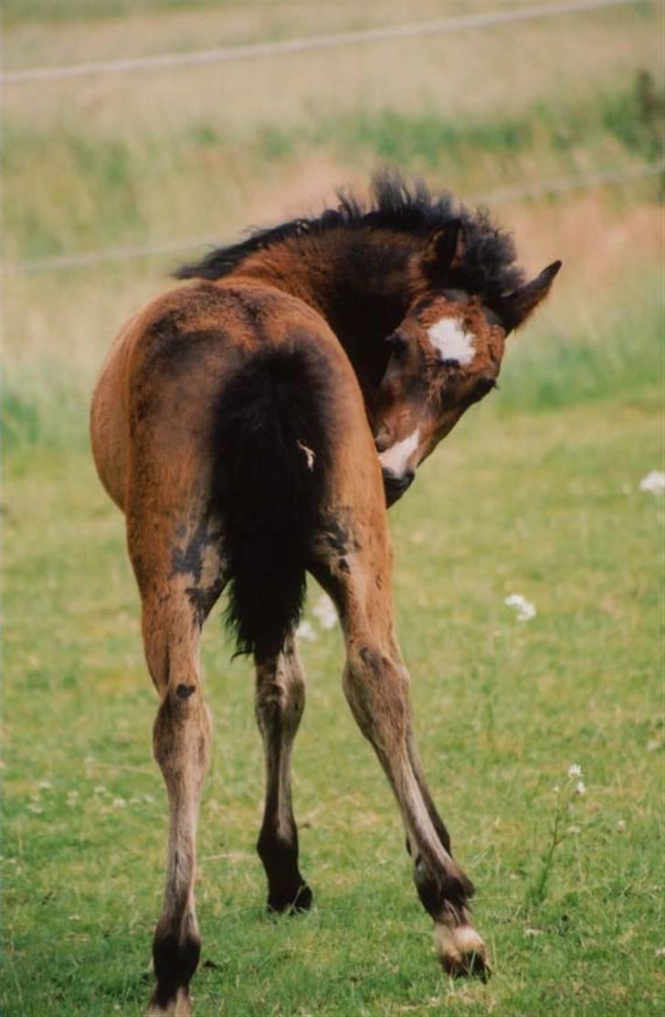 New Forest Birkilds Fortuna billede 18