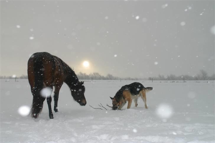 New Forest Birkilds Fortuna billede 19