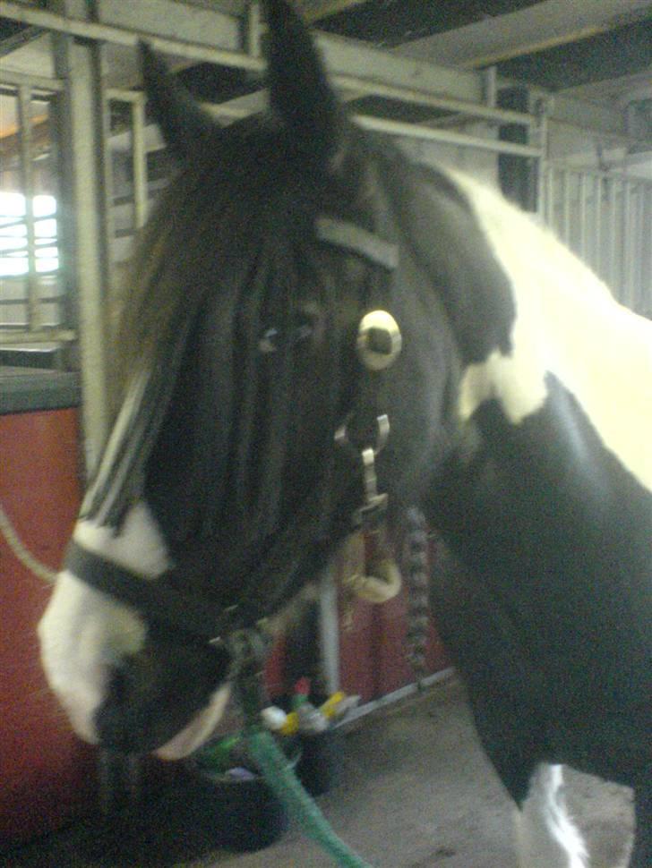 Irish Cob Næbbets Ballina billede 18