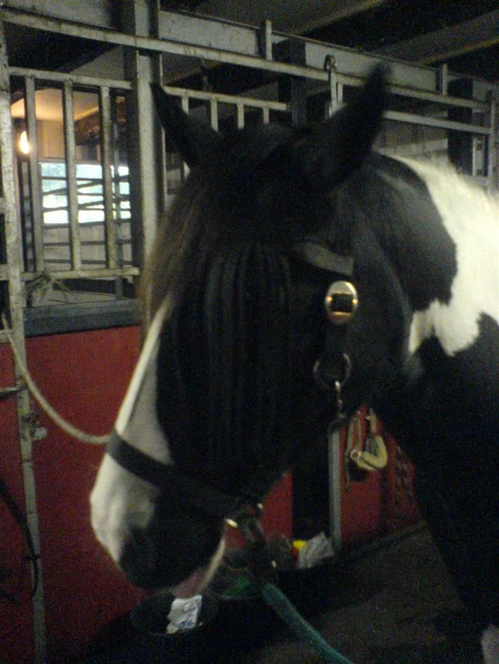 Irish Cob Næbbets Ballina billede 19