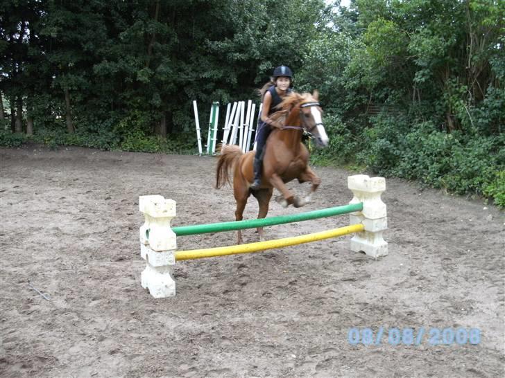 Arabisk fuldblod (OX) Collage. - Springer lidt uden sadel. q: billede 15