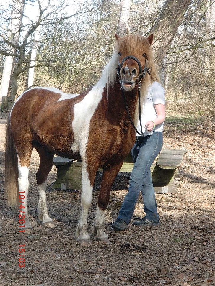 Islænder Sólfari Von f. Mosedalen billede 1