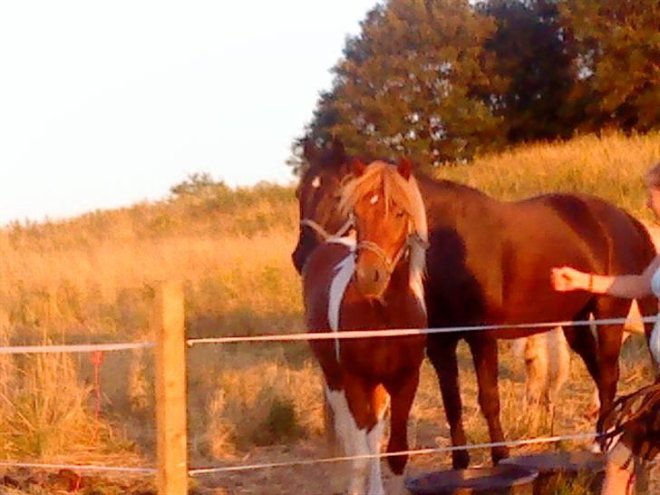 Islænder Sólfari Von f. Mosedalen billede 2