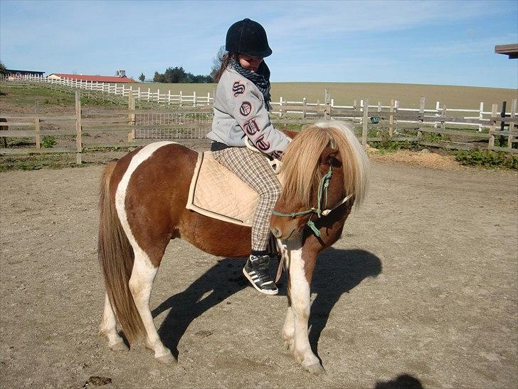 Islænder Sólfari Von f. Mosedalen billede 3