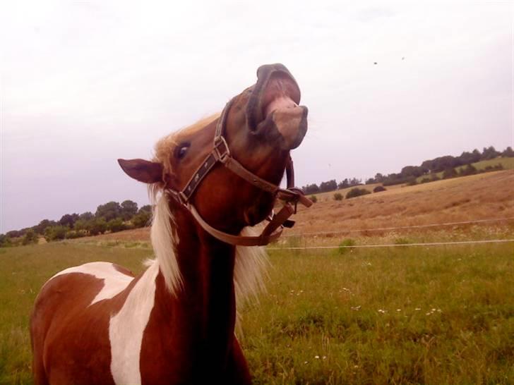 Islænder Sólfari Von f. Mosedalen billede 4