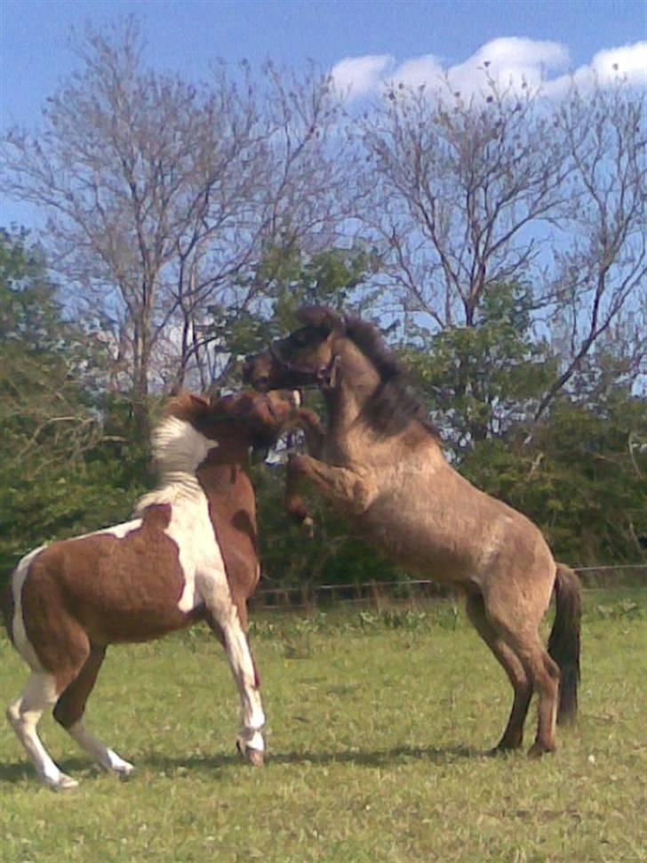 Islænder Sólfari Von f. Mosedalen billede 5
