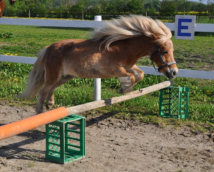 Shetlænder Mosbækmindes Pricilla - - 21 Maj 2010, det højeste hun sprang til løsspring, og det er altså kun 2 gang hun prøver det sådan rigtigt. :D billede 11