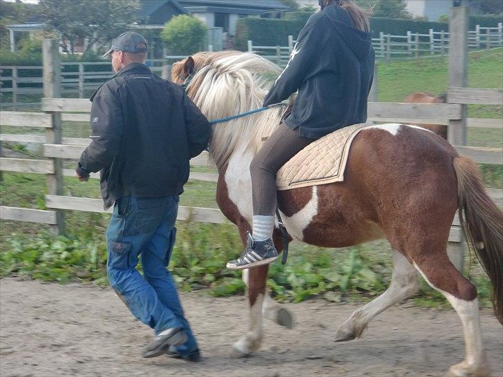 Islænder Sólfari Von f. Mosedalen billede 6