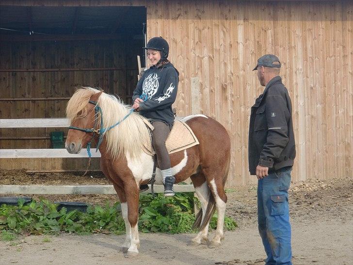 Islænder Sólfari Von f. Mosedalen billede 7