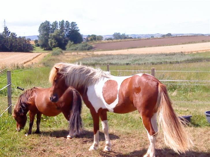 Islænder Sólfari Von f. Mosedalen billede 8