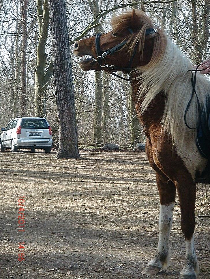 Islænder Sólfari Von f. Mosedalen billede 9