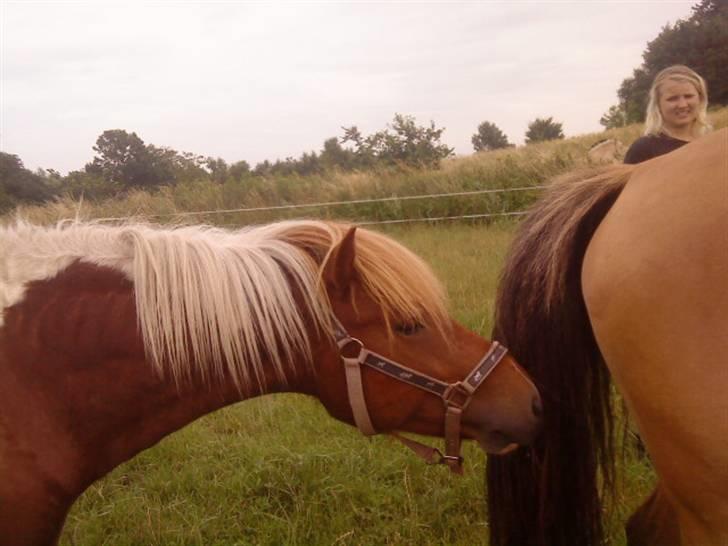 Islænder Sólfari Von f. Mosedalen billede 10