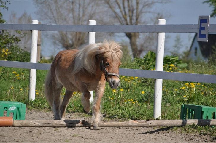 Shetlænder Mosbækmindes Pricilla - - 21 Maj 2010, opvarmning til løsspring. :D billede 16